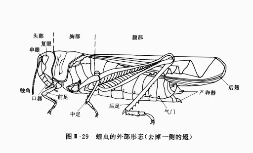 蝗虫发育过程结构图图片